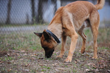 Service dogs on the territory of the cynological center.