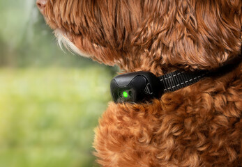 Labradoodle dog with bark collar active. Close up. Cute large female adult dog sitting by the window while wearing remote training collar to reduce or stop barking at outside action. Selective focus.