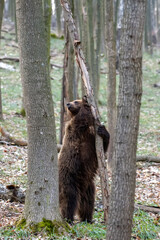 Brown bear in the forest up close. Wild animal in the natural habitat