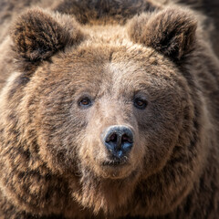 Close-up brown bear portrait. Danger animal in nature habitat. Big mammal