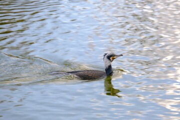 Great cormorant3