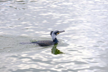 Great cormorant2