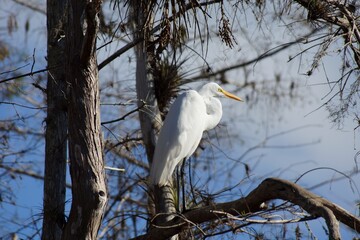 Great egret (Ardea alba) in National Park Everglades Florida USA