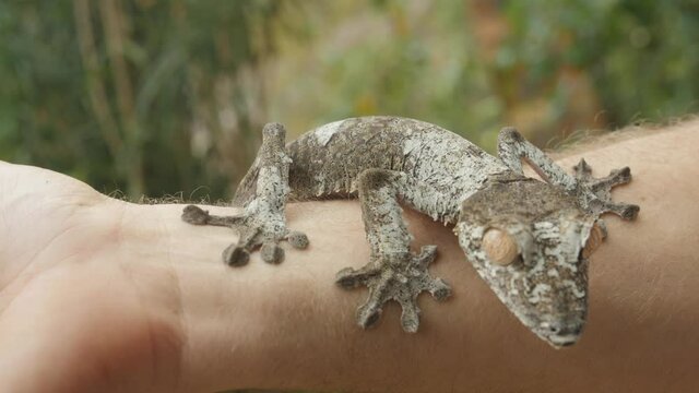 Amazing Madagascar Gecko sits on human arm, looking at camera