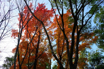Fototapeta premium autumun leaves