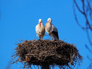 cigüeñas luciendo sus barbas bajo un cielo azul claro, lérida, españa, europa