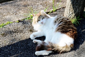 まったりしている猫　陽ざしの中