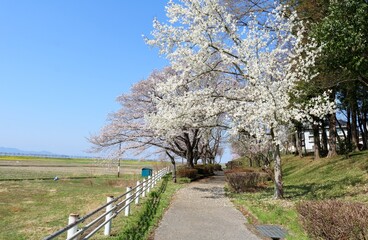 さくらの道　春の日　風景