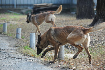 Service dogs on the territory of the cynological center.