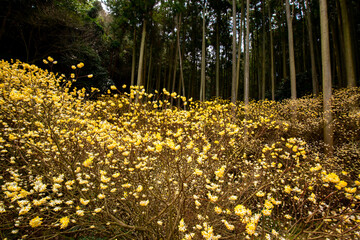 Obraz premium 西芳寺のミツマタ
