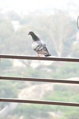 pigeon on a wire