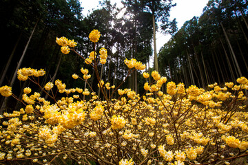 Obraz premium 西芳寺のミツマタ