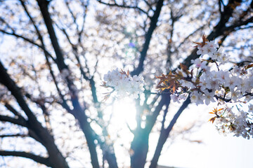 桜 Japan 2021 
Cherry Blossoms 2021 Japan