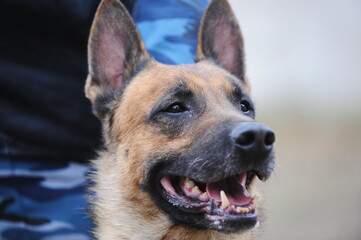The service dog performs the command of the dog handler in training.