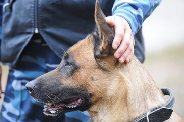 The service dog performs the command of the dog handler in training.
