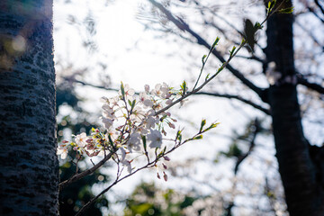 桜 Japan 2021 
Cherry Blossoms 2021 Japan