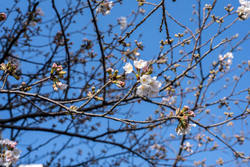 桜 Japan 2021 
Cherry Blossoms 2021 Japan