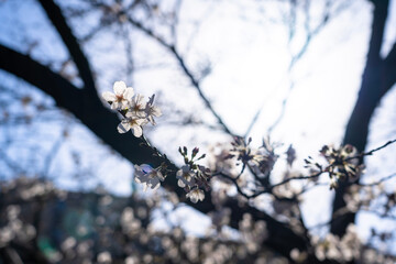 桜 Japan 2021 
Cherry Blossoms 2021 Japan