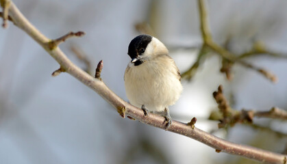 Sumpfmeise // Marsh tit (Poecile palustris) © bennytrapp