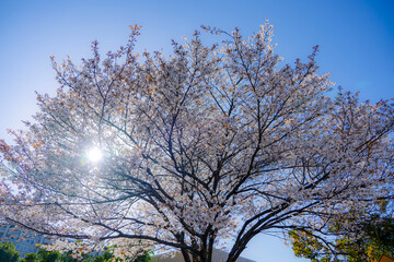 桜 Japan 2021 
Cherry Blossoms 2021 Japan