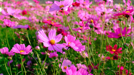 Obraz na płótnie Canvas Close-up bright floral of summer in field. Beautiful pink and white cosmos flowers are blooming with bright sky background.