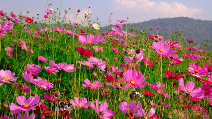 Close-up bright floral of summer in field. Beautiful pink and white cosmos flowers are blooming  with bright sky background.