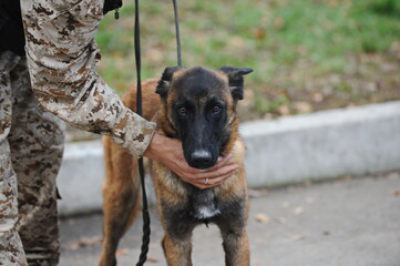 Almaty, Kazakhstan - 11.04.2014 : The dog handler went out with the service dog to the training area