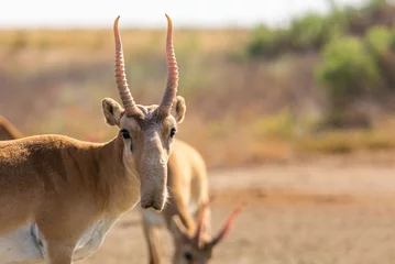 Foto op Plexiglas Antilope Portret van mannelijke Saiga-antilope of Saiga-tatarica