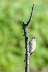 Warbler or Acrocephalus bird on a dry branch