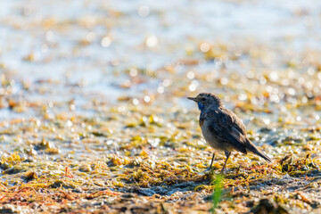 Bluethroat or Luscinia svecica. The beautiful bird sings a spring song in the wild nature. Wild bird in a natural habitat. Wildlife Photography