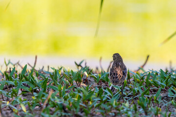 Whinchat or Saxicola rubetra on a ground in green grass