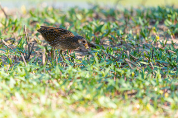 Spotted crake or Porzana porzana in a wildlife close up