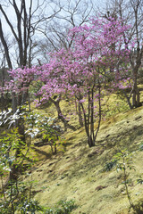 常寂光寺　庭園のツツジ　京都市嵯峨