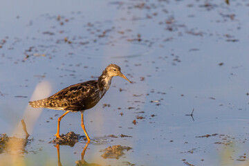 A juvenile Ruff or Philomachus pugnax wading in shallow water