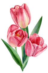 Bouquet flowers, tulips on isolated white background, watercolor botanical illustration, greeting card