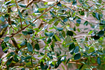 Feijoa tree leaves or Acca sellowiana pineapple guava, guavasteen. Branch with leaf on feijoa tree. Close up red exotic fruit flower in tropical orchard