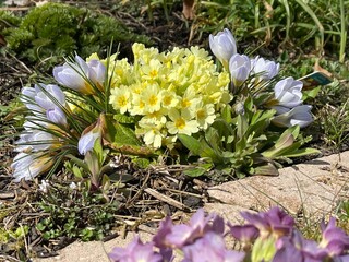spring crocus flowers