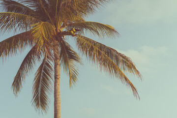 Naklejka na ściany i meble Tropical palm tree with sun light on sunset sky and cloud abstract background.