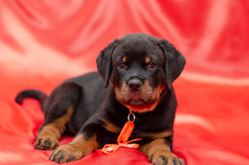 Fototapeta premium Rottweiler puppy on a red background.