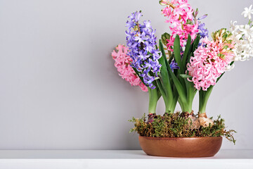 Fototapeta na wymiar Bouquet of hyacinths in bowl with moss on mantelpiece. Spring and Easter natural interior decor, copy space
