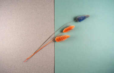 several branches of dry grass on the background of colored paper, top view