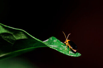 Macro photograph of Aulocophora Beetle insect on a green leaf against black background