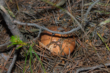 Edible mushroom Suillus luteus growing under the pine tree in the pine forest. Mushroom close up. Soft focus.