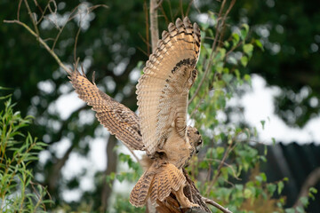 A Eurasian Eagle Owl or Eagle Owl. Land on a stump. With spread wings and open mouth, seen from the side