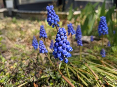 ブドウムスカリ Images Browse 15 Stock Photos Vectors And Video Adobe Stock ブドウムスカリ Images Browse 15 Stock Photos Vectors And Video Adobe Stock