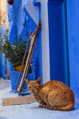 Brown stray cat in Chaouen in Morocco