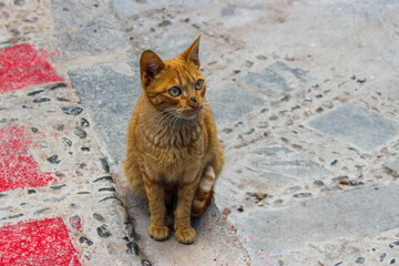Brown stray cat in the city of Morocco
