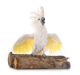 White cockatoo in studio © cynoclub