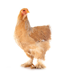 young brahma chicken