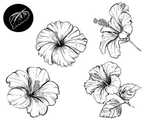 Hand drawn sketch black and white set of hibiscus flowers, leaf. Elements in graphic style label, card, sticker, menu, package. Engraved style illustration.